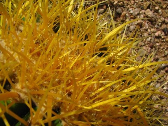 Echinocactus grussonii_11